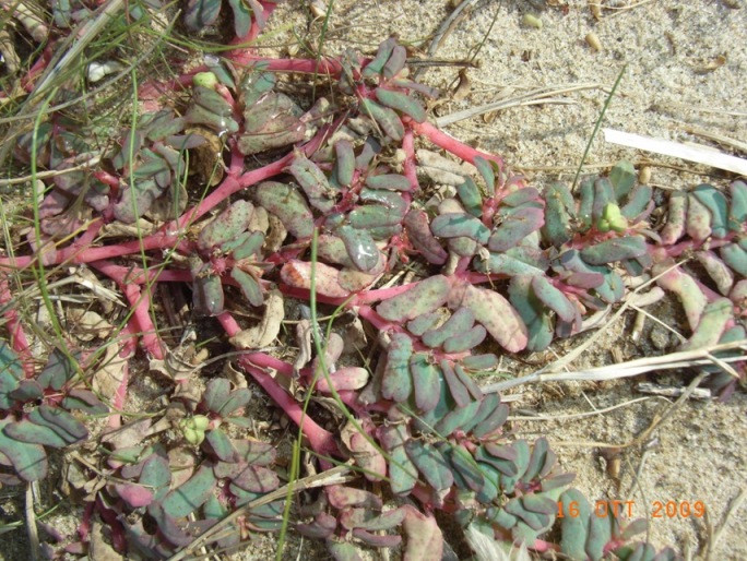 Euphorbia peplis / Euforbia delle spiagge